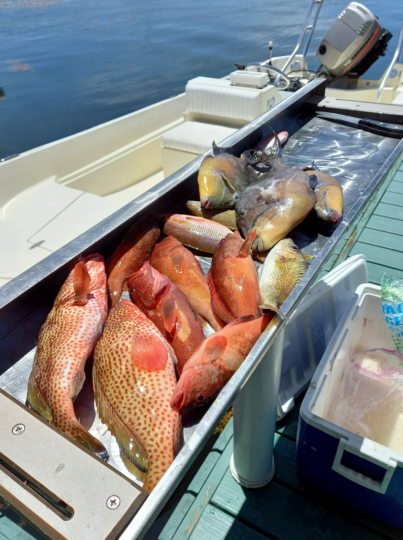 A colorful mixed reef catch